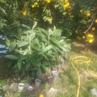 نهال انبه شمالی (ازگیل)