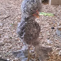 مرغ و خروس سلطان