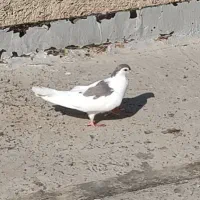 کفتر