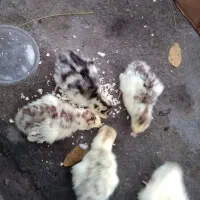 جوجه بوقلمون ۵ روز