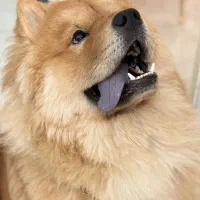 سگ چاو چاو خونگی نر 1 ساله