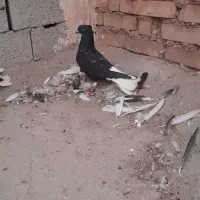 کبوتر سینه ای و کوهی دمسفید