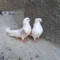 کبوتر  پشتی