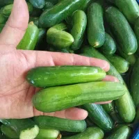 خیارشور
