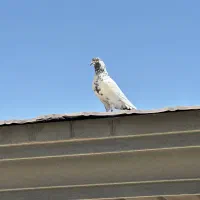 کهنه کفتر نر