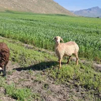 گوسفند میش بره