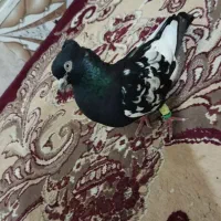 کبوتر|پرنده|حمیدیه, |دیوار