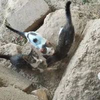 بچه گربه اهلی خوشگل