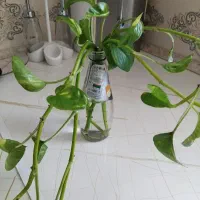 قلمه گل