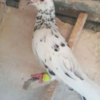 کفتر قلدور پرشی