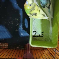 دو جفت مرغ عشق سالم