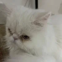 گربه|گربه|درگهان, |دیوار