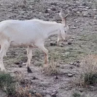 فروش بز غاله نر سانن دورگه