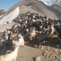 فروش گوسفند