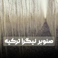 نهال صنوبر نیگرای ترکیه با بهترین کیفیت ارسال سریع