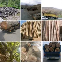 خریدار چوب درخت بیشه