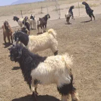 فروش ‌کهره