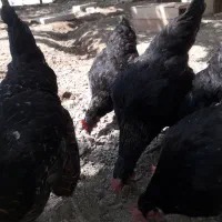 مرغ تخم گذار جوان