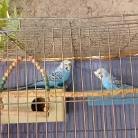 مرغ عشق نژاد دار کاکلی