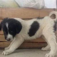 توله سگ اصل