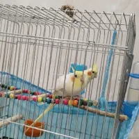 عروس هلندی نر و ماده لوتینو