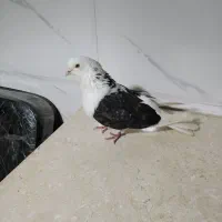 پرنده