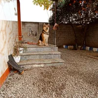 واگذاری ژرمن کلاسیک وارداتی