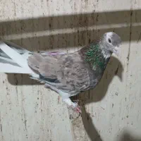 کبوتر
