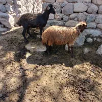 ۲ عدد بره ماده