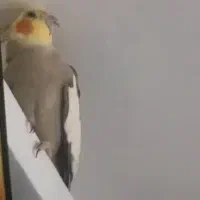 فروش عروس هلندی نر ۵ساله تاحدودی سخنگو  و باهوش