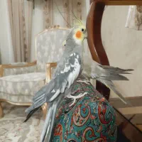 فروش عروس هلندی