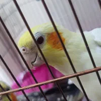 عروس هلندی مولد