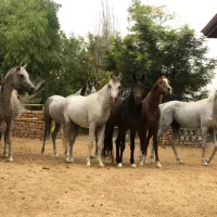 پانسیون و نگهداری اسب