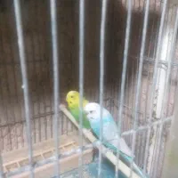 دو جفت مرغ عشق بالغ