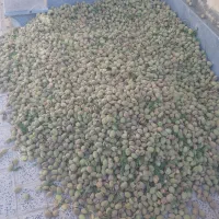بادام کاغذی