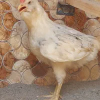 خروس گلین