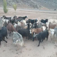 بز کهره دار