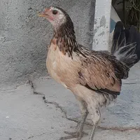 مرغ خروس