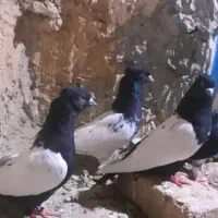 سینه سیاه وکله