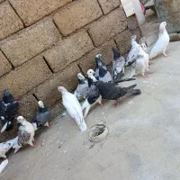 کالا|پرنده|دهلران, |دیوار