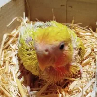 جوجه طوطی کوتوله صورت هلویی پاستیلی دستی سرلاکی