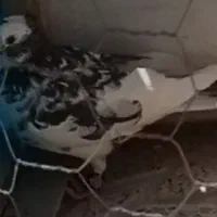 کفتر شازده