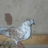 کبوتر|پرنده|اردبیل, |دیوار