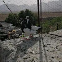 نروماده