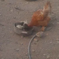 تخممرغنطفهدار