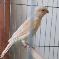 جوجه قناری نر مزاییکی ریزه خوان