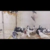 کفتر پلاکی