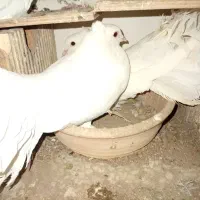 کفتر دم چتری سینه لرزون آمریکایی