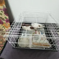 واگذاری کفتر