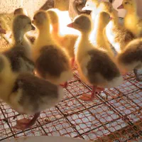 جوجه غاز محلی 300 . جوجه قو غاز 350